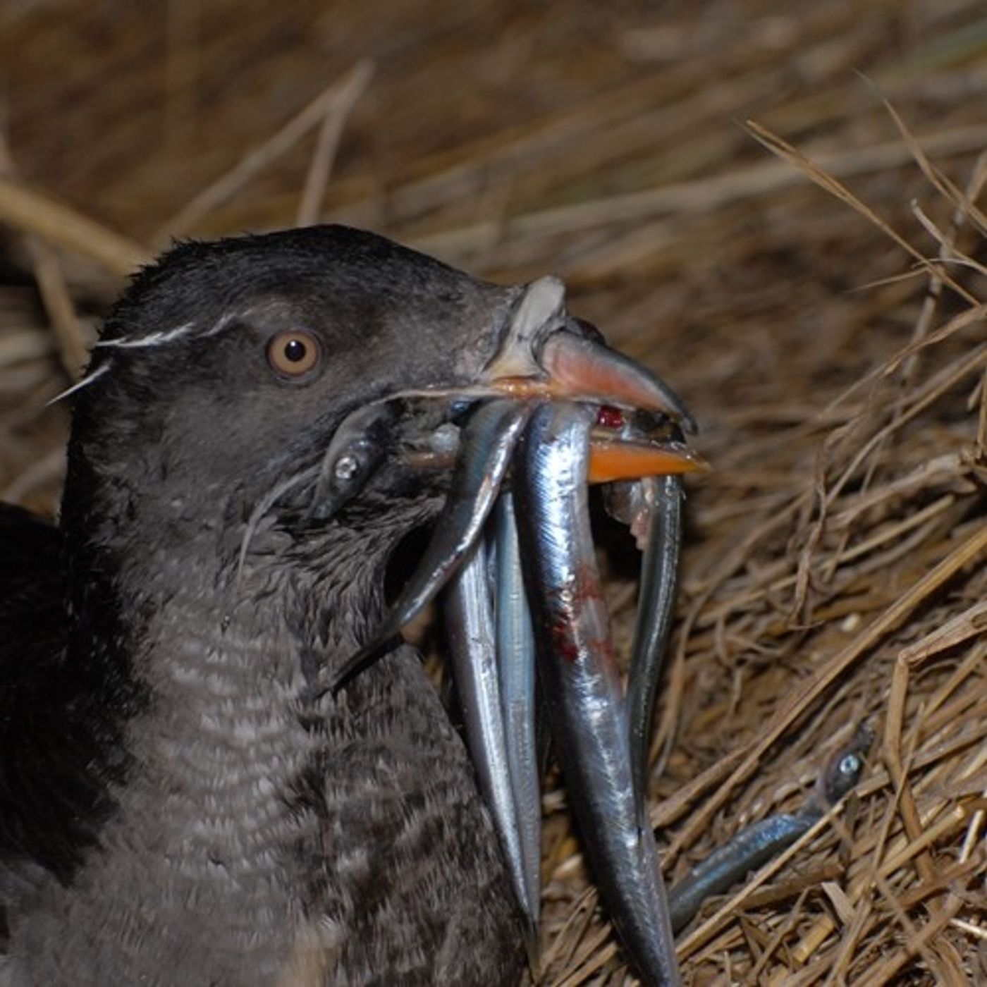 Stealing Fish To Study Seabirds episode artwork