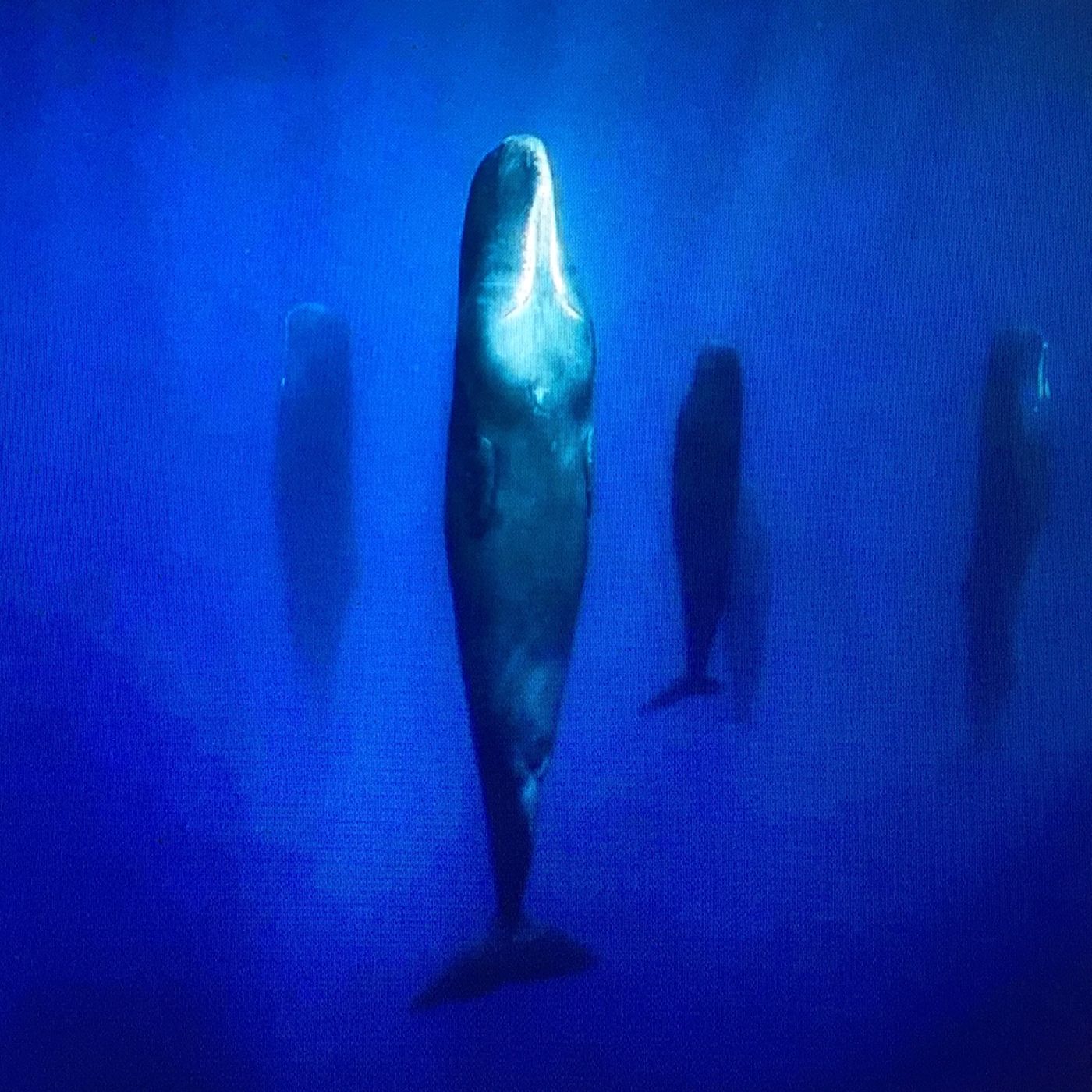 voices/le balene dormono in verticale? episode artwork