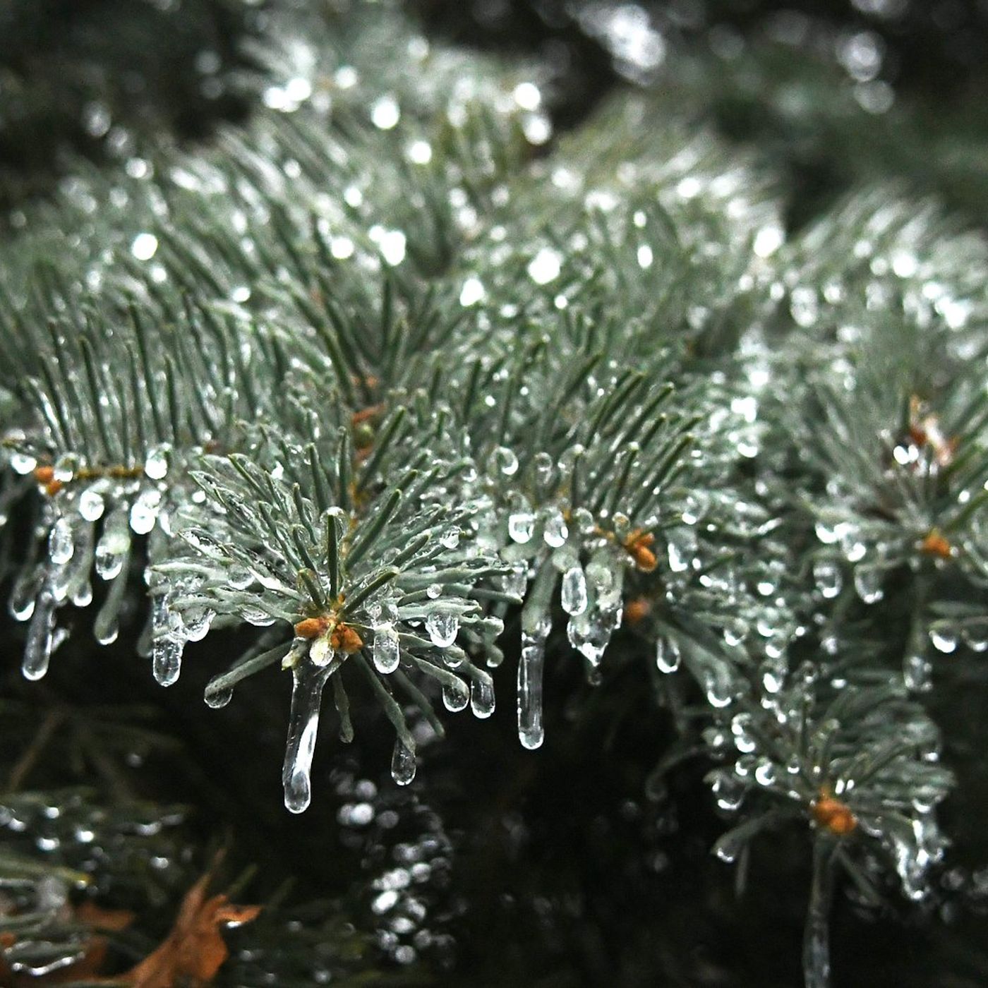 Batavia Plain Dirt Gardeners to meet Nov. 18 episode artwork