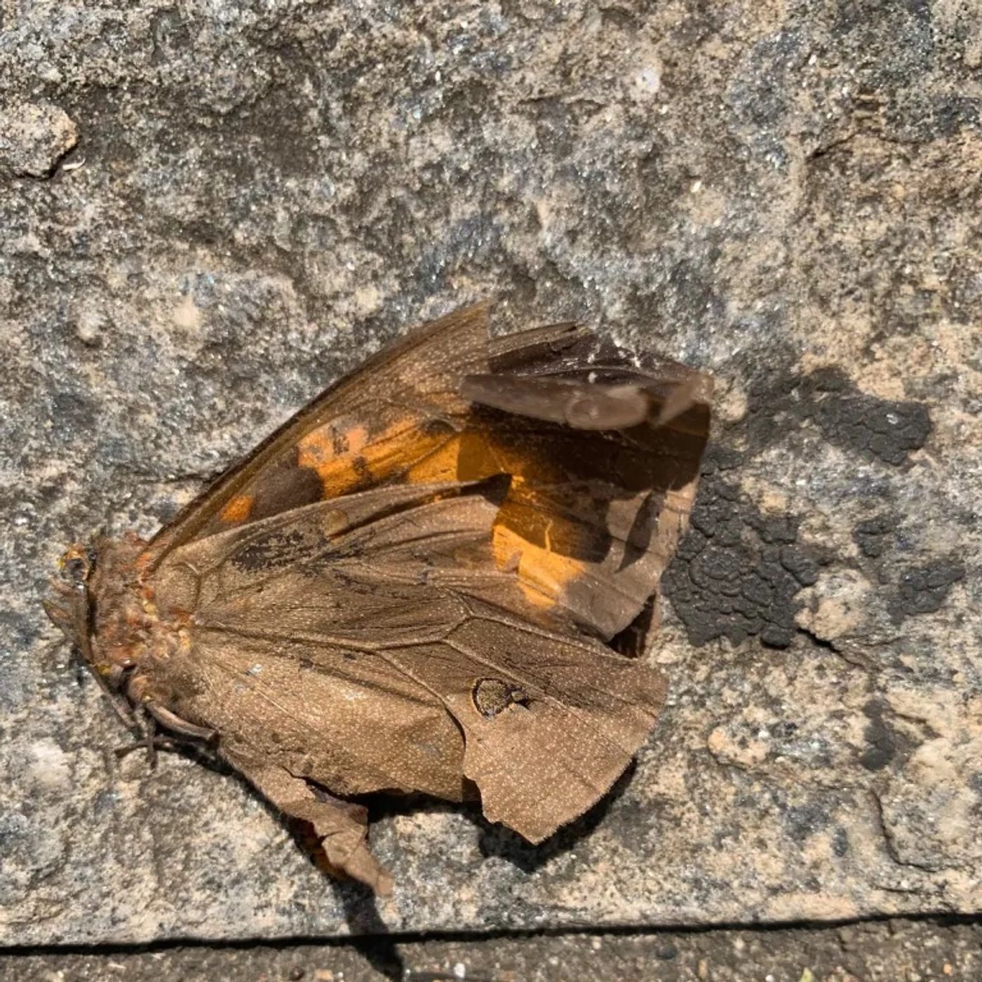 Mariposa ao pé do ouvido