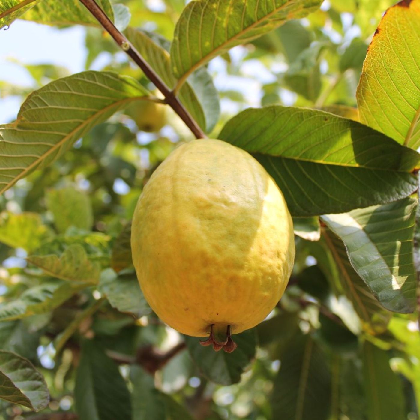 Oferta tecnológica AGROSAVIA