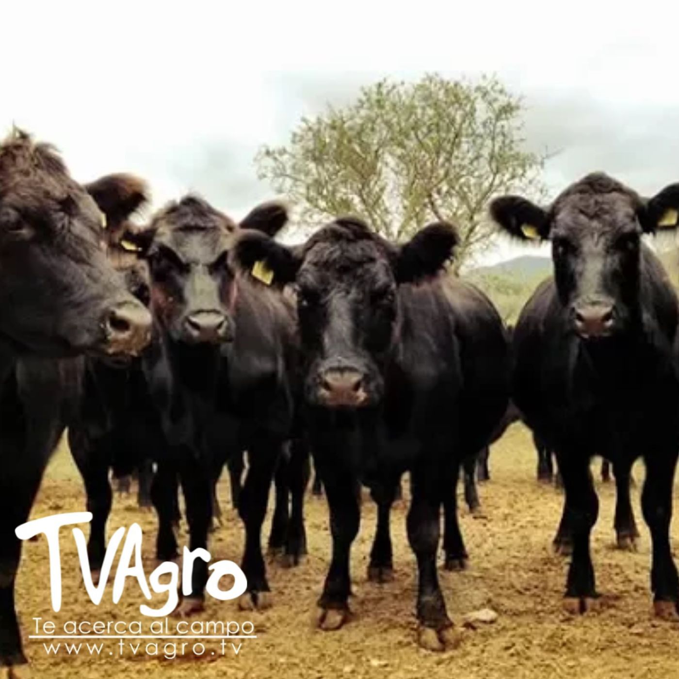 TV AGRO