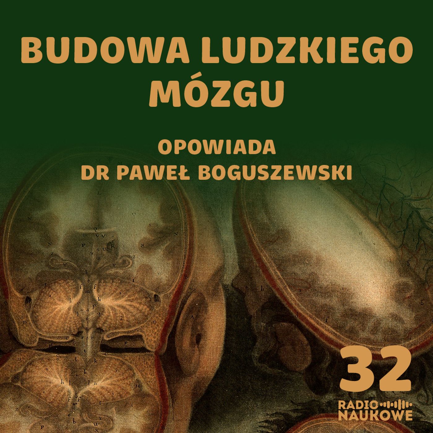 #32 Czy mózg jest jak cebula? O budowie najważniejszego organu | dr Paweł Boguszewski