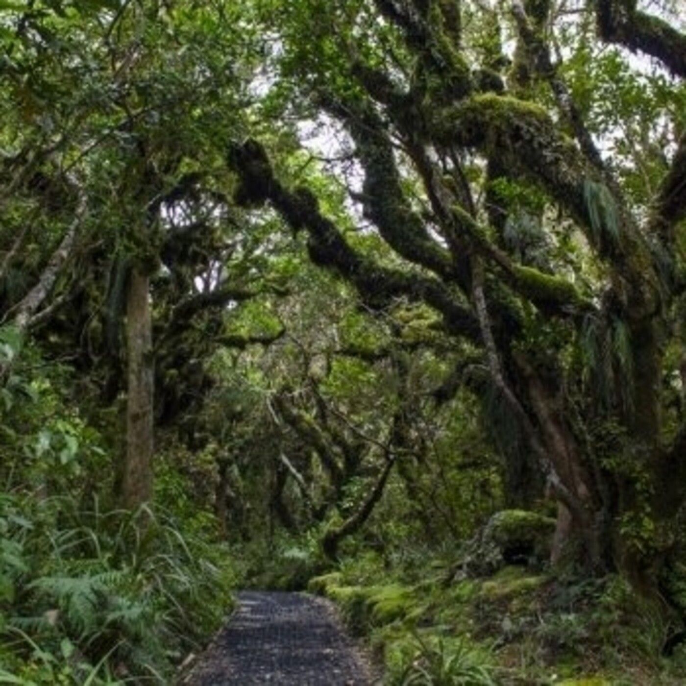 Historias de Miedo Agosto 5 2021 LOS CHANEQUES