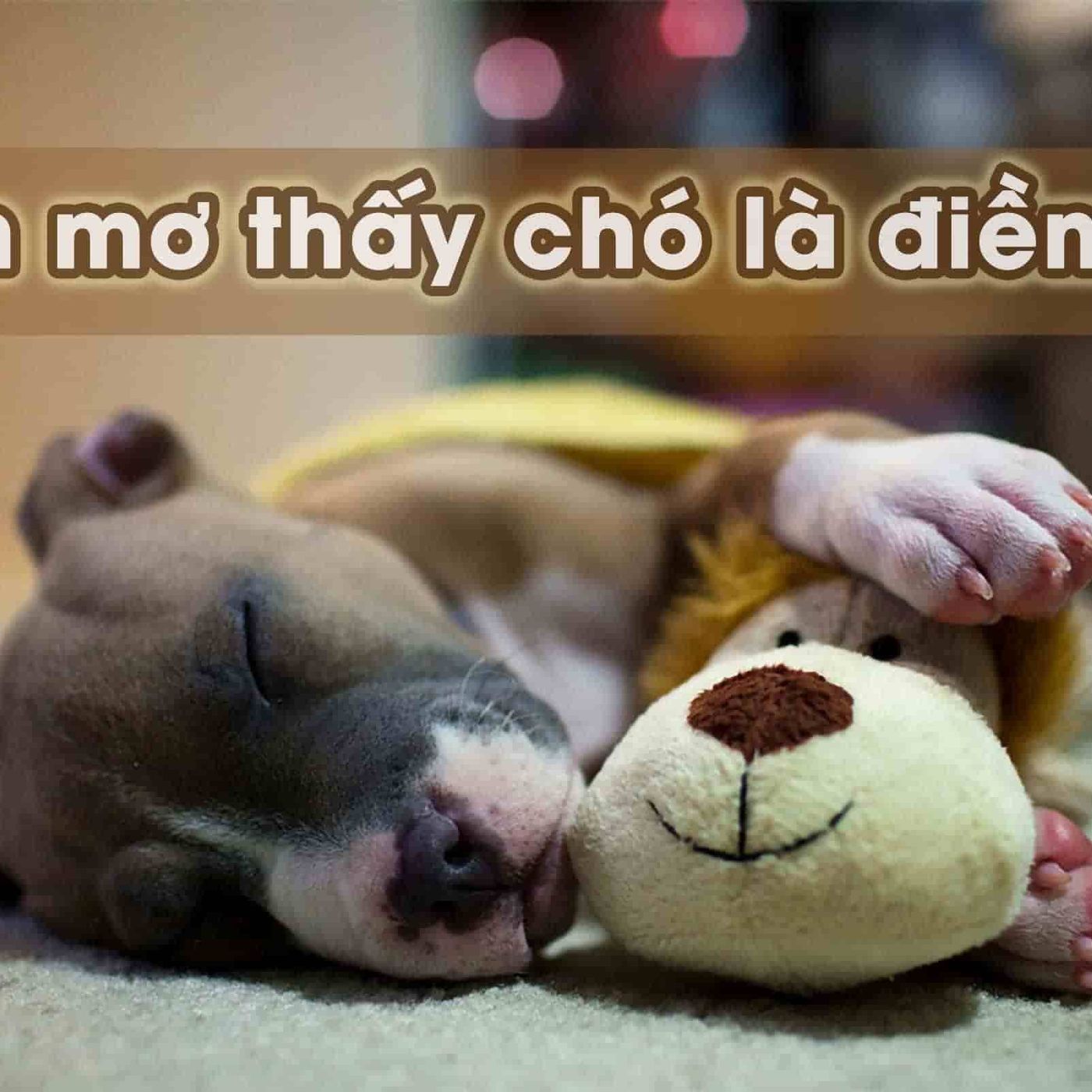 Nằm Mơ Thấy Con Chó: Ý Nghĩa Và Con Số May Mắn episode artwork