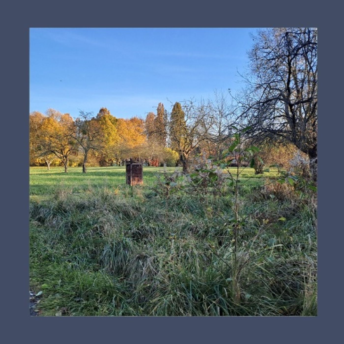 #218 Giardino in movimento: come curare il verde con meno fatica