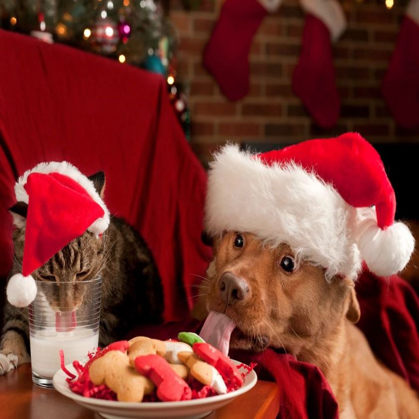Fun Ways To Include Your Dog At Christmas Parties