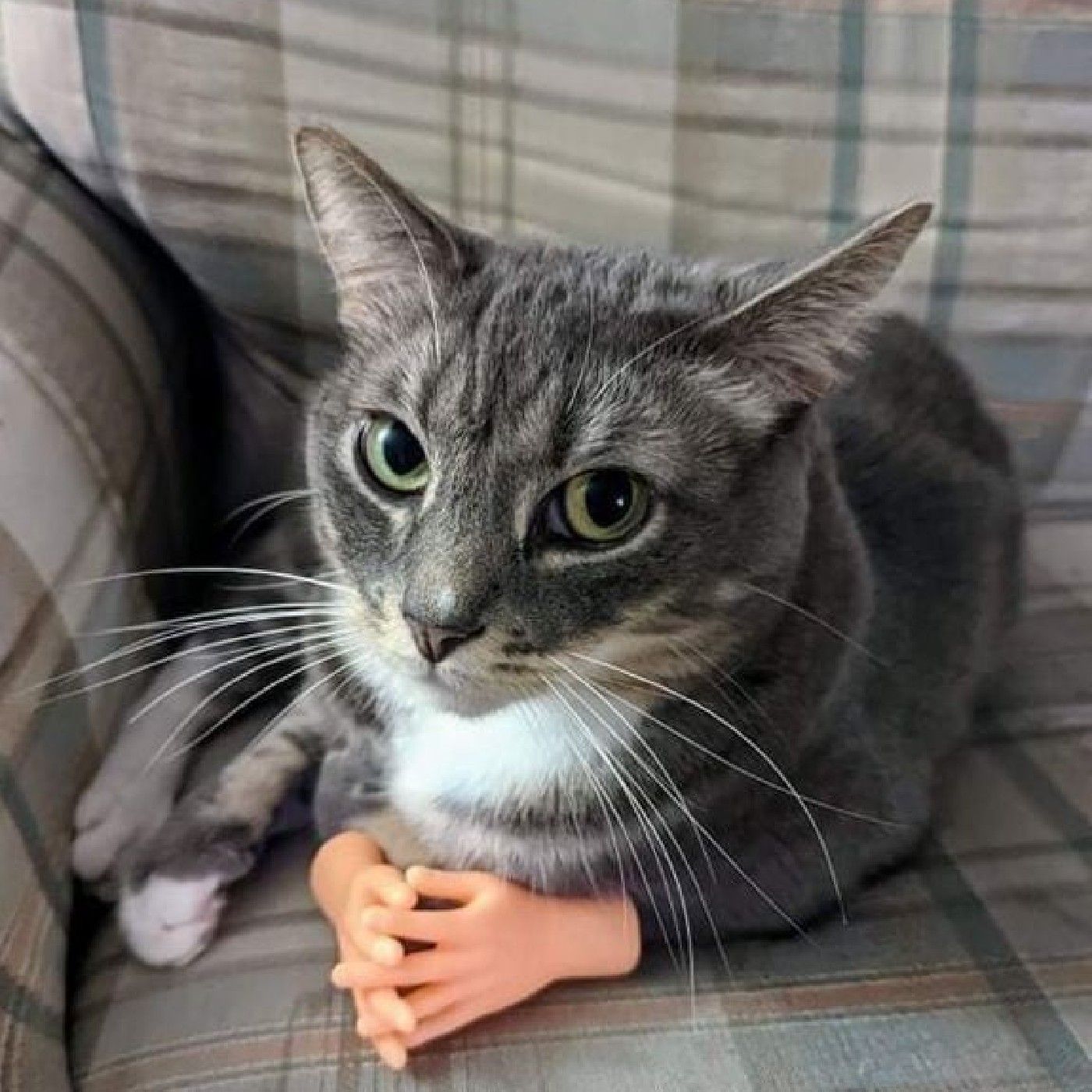 El podcast de Gissel Rosas