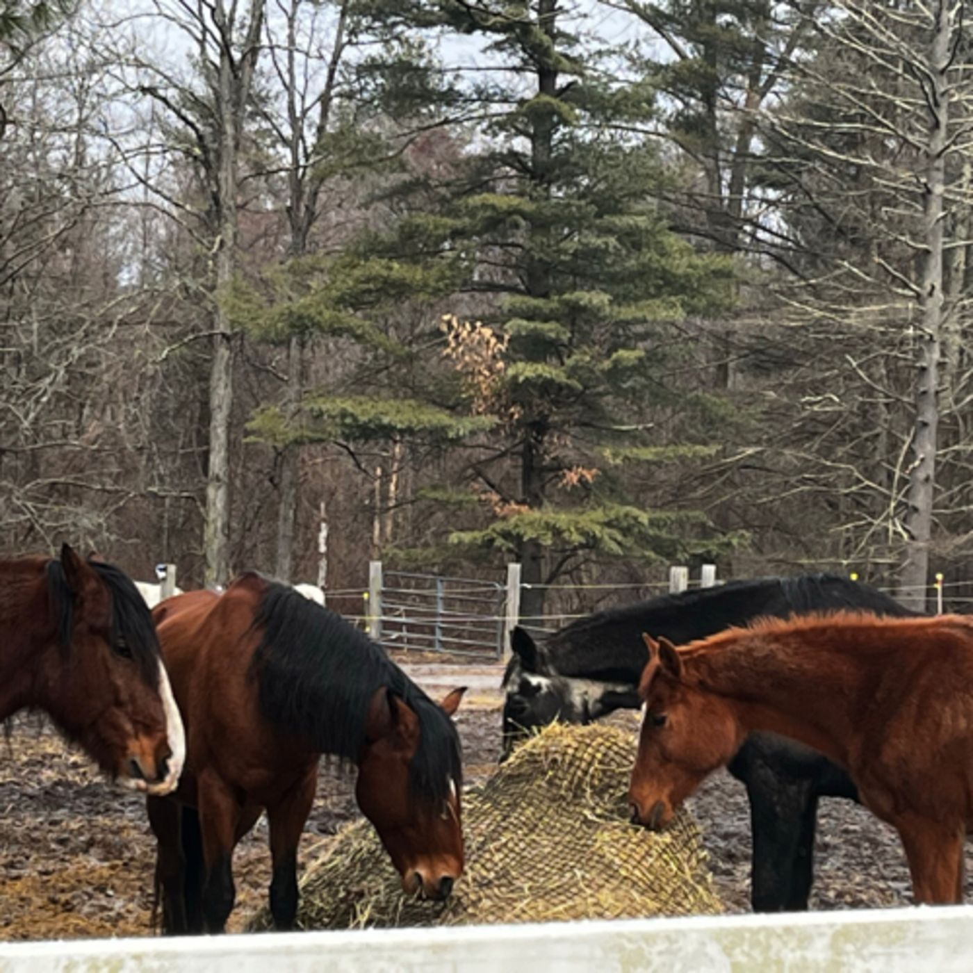 How Element types and sentience impact herd dynamics