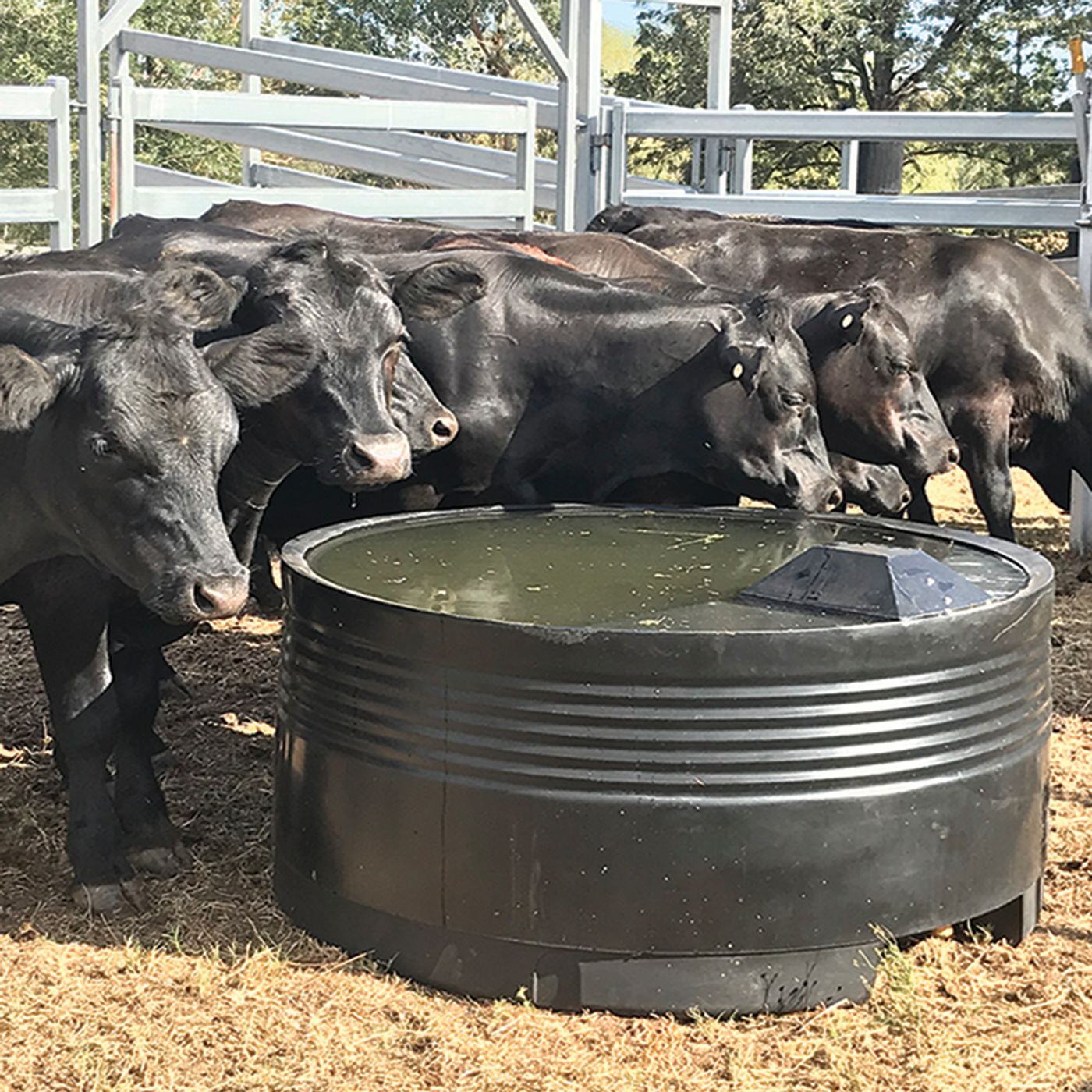 How Are Plastic Troughs Better In Compar podcast artwork