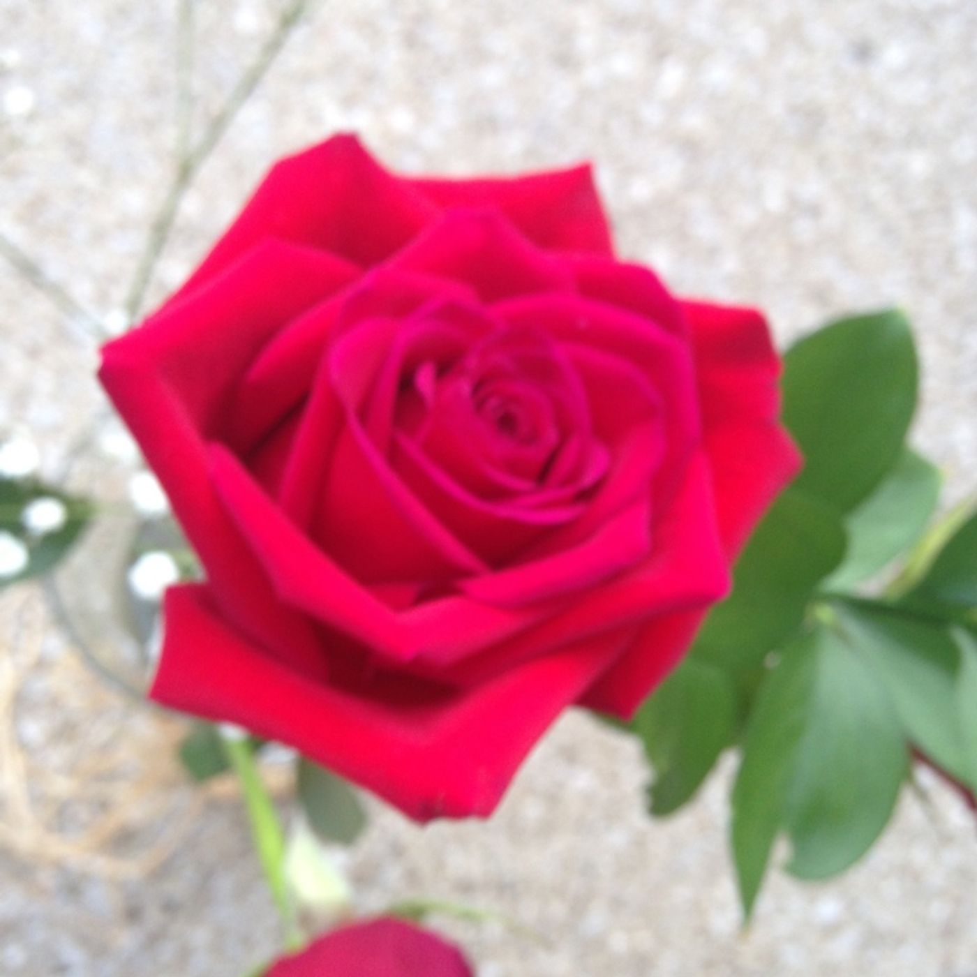 Good Morning, Beloved