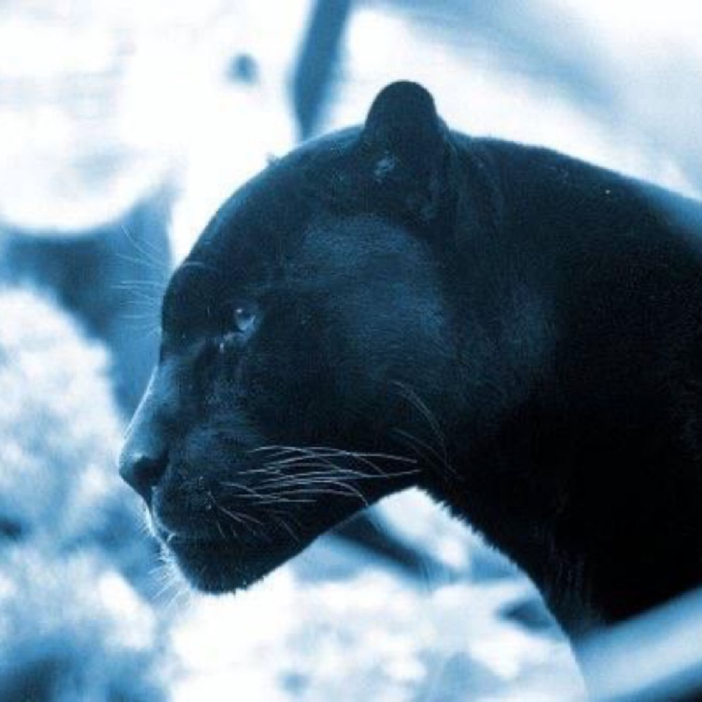Looking For Panthers To Win 10:25:21 11.58 AM episode artwork