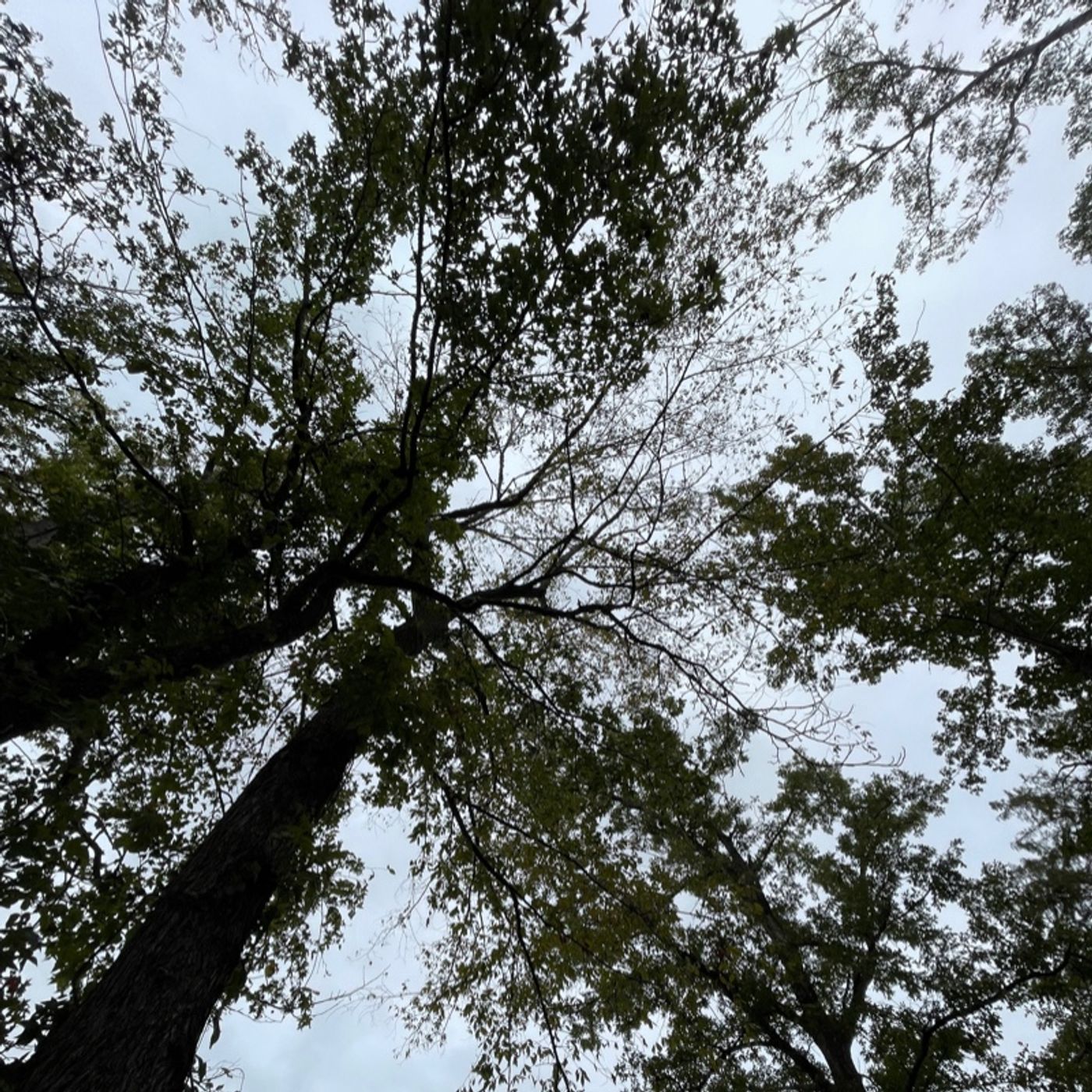 Meditation Bite-Positive Stimulation Sounds - 5 Minutes