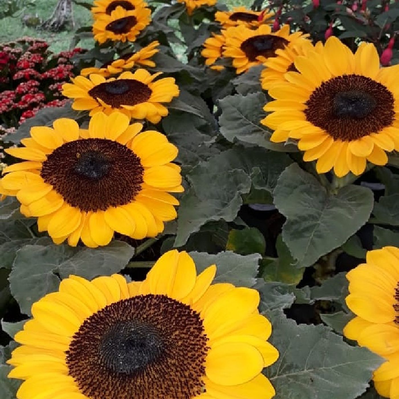 Conversando com Deus episode artwork
