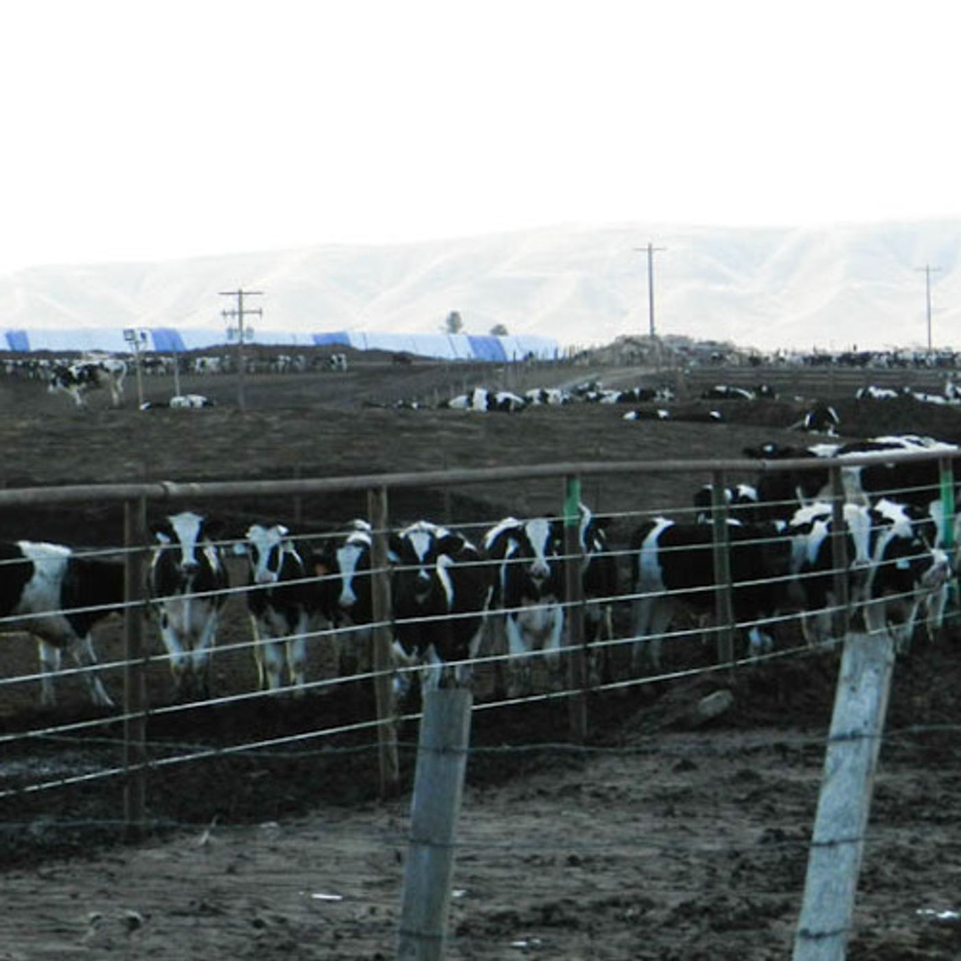 Dairies Fight EPA Nitrate Study episode artwork