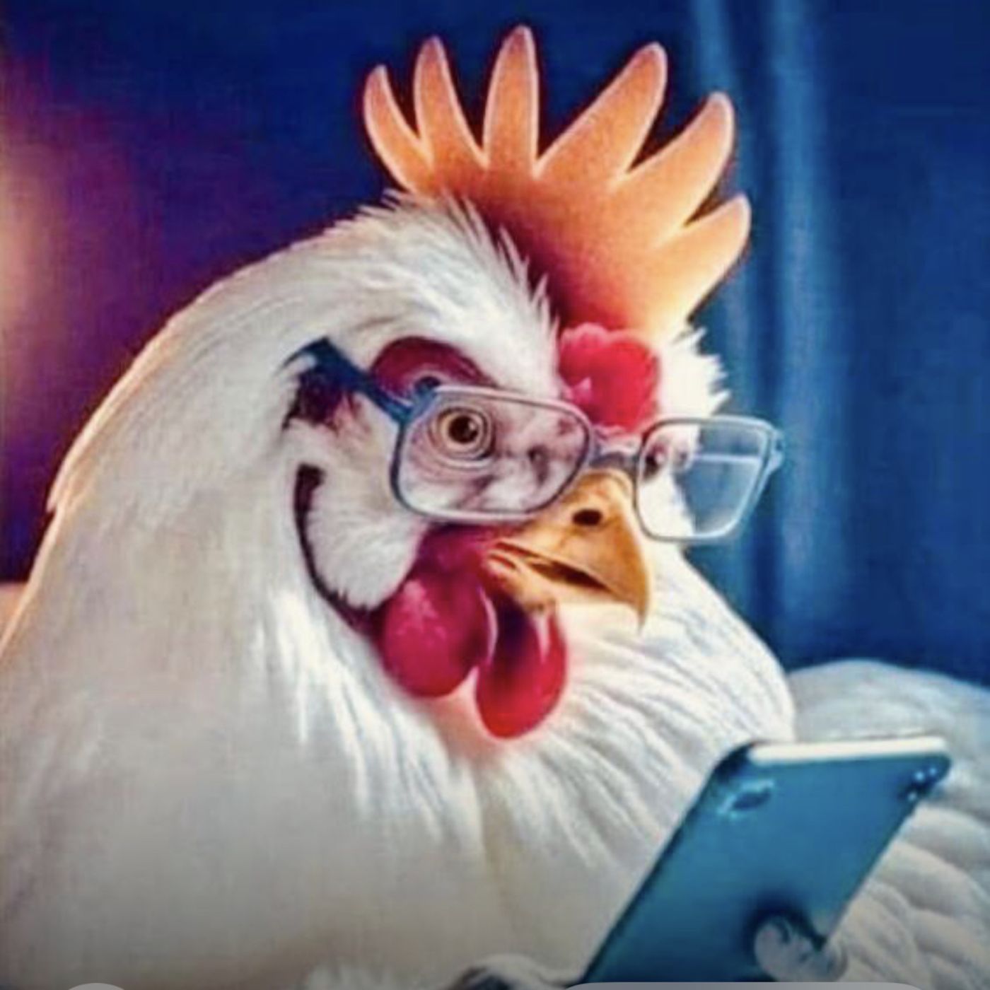 El gallo Bartolo y su móvil