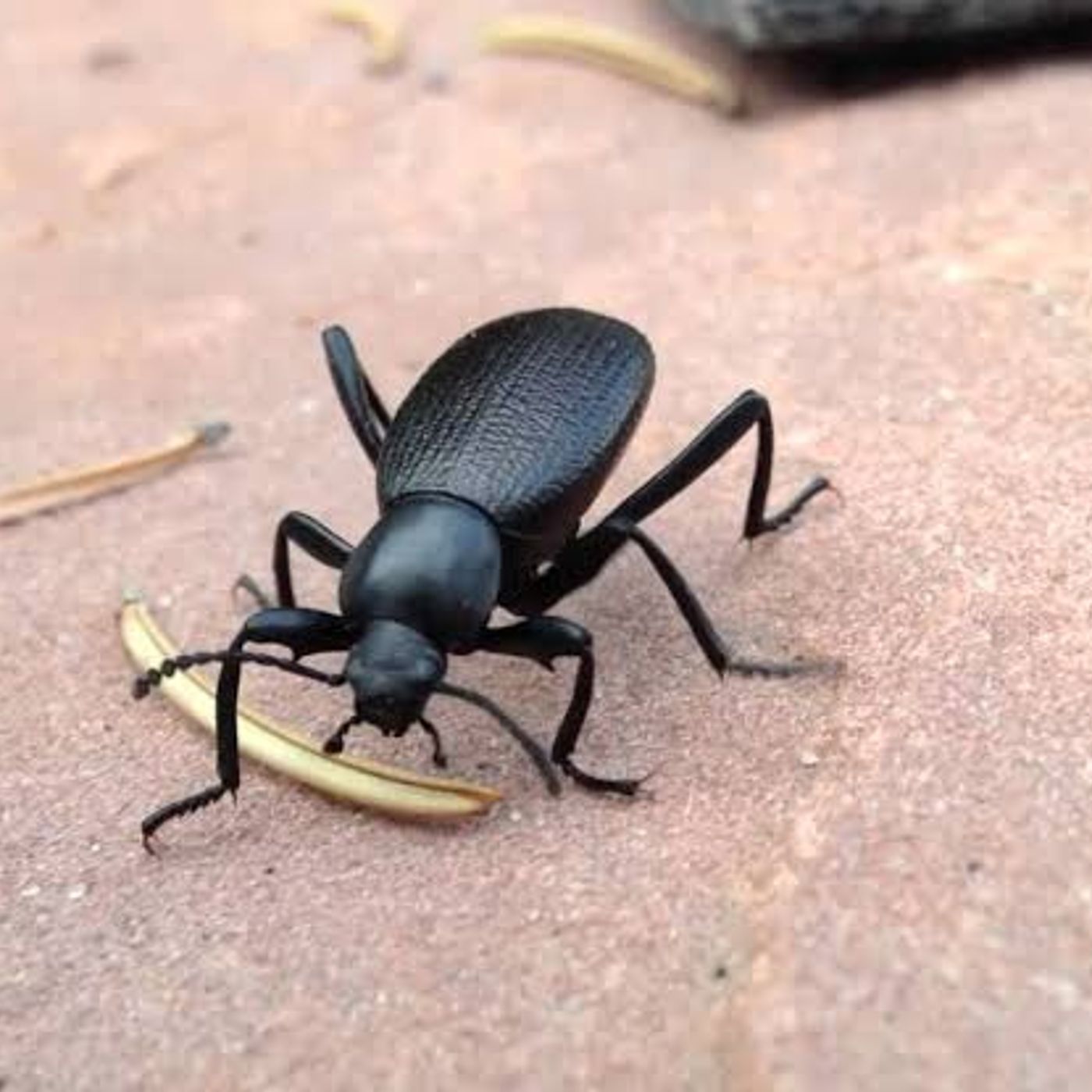 Historias de Miedo Septiembre 13 de 2024 EL ATAQUE DE LOS PINACATES