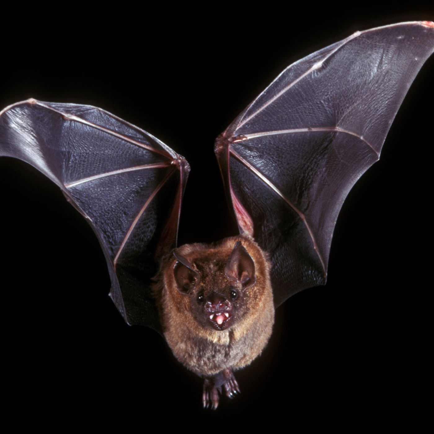 Episode 2: Bats episode artwork