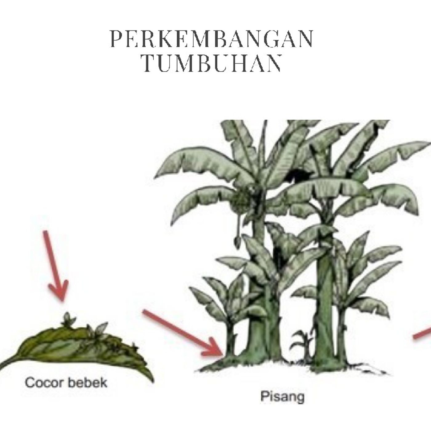 Dunia Kelas 3 SD