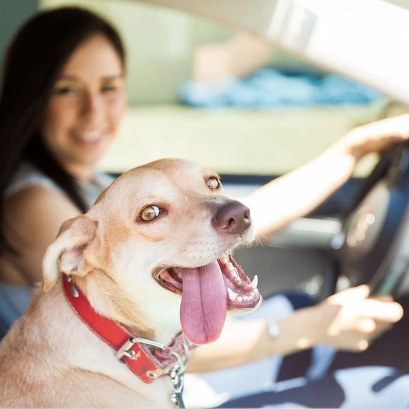 Keeping Your Furry Friend Cool: Dog Care Tips for August