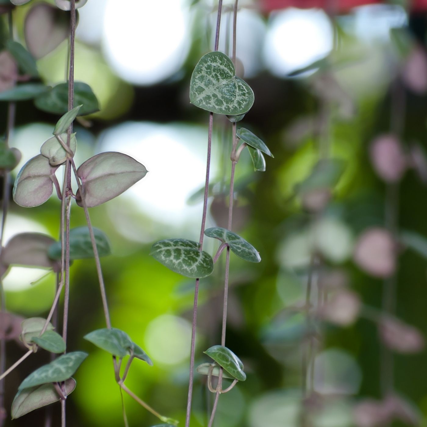 Episode 68 - String of Hearts Seeds!
