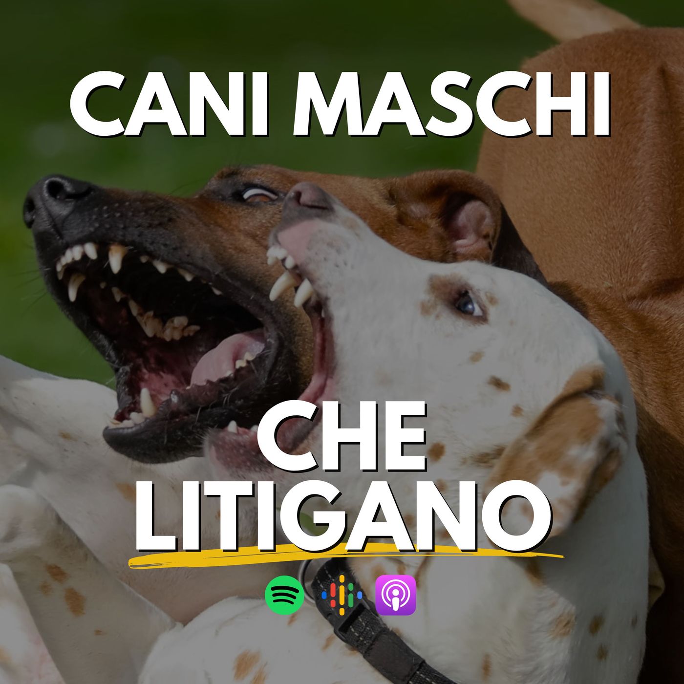 134 - Perché i cani maschi litigano?