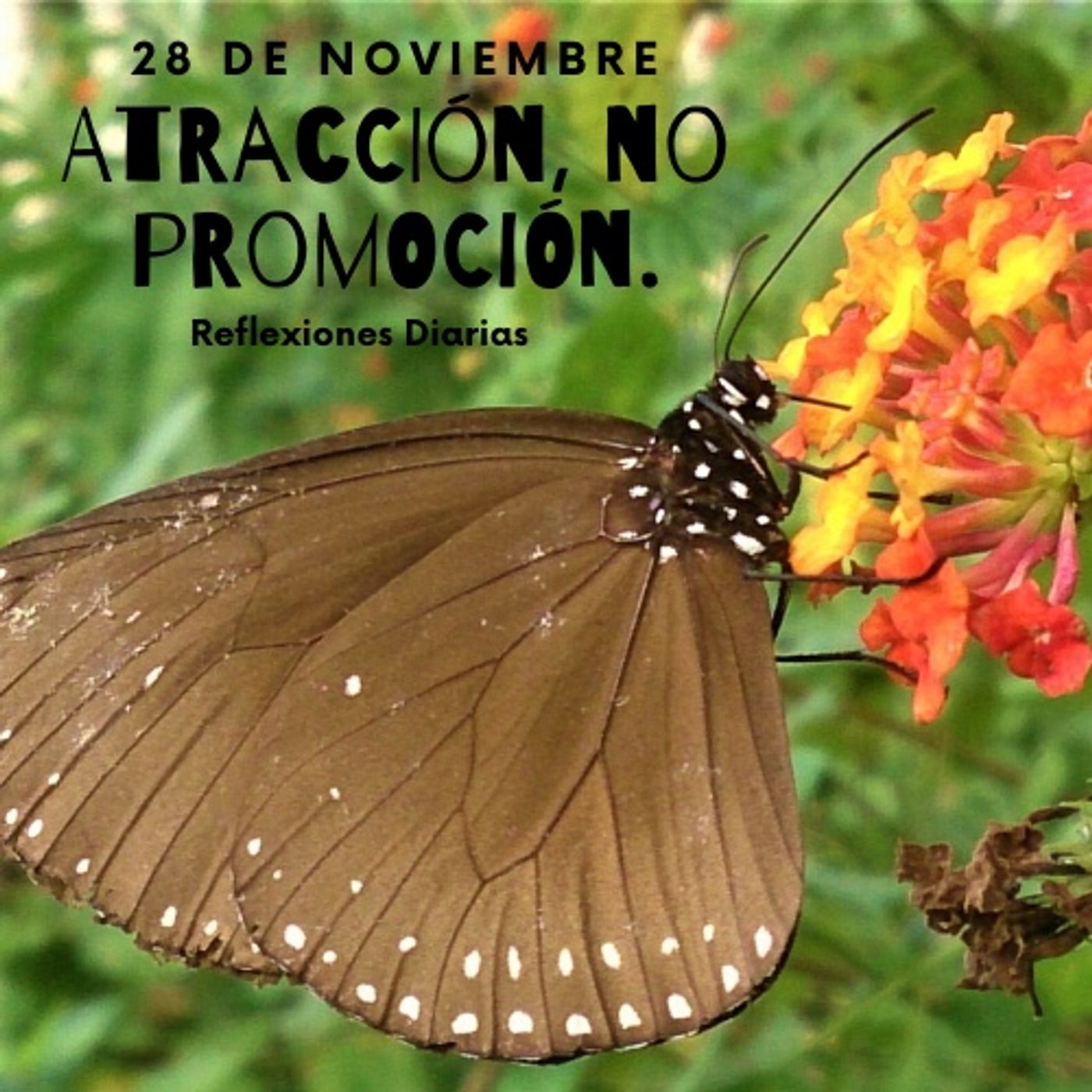 Reflexiones Diarias