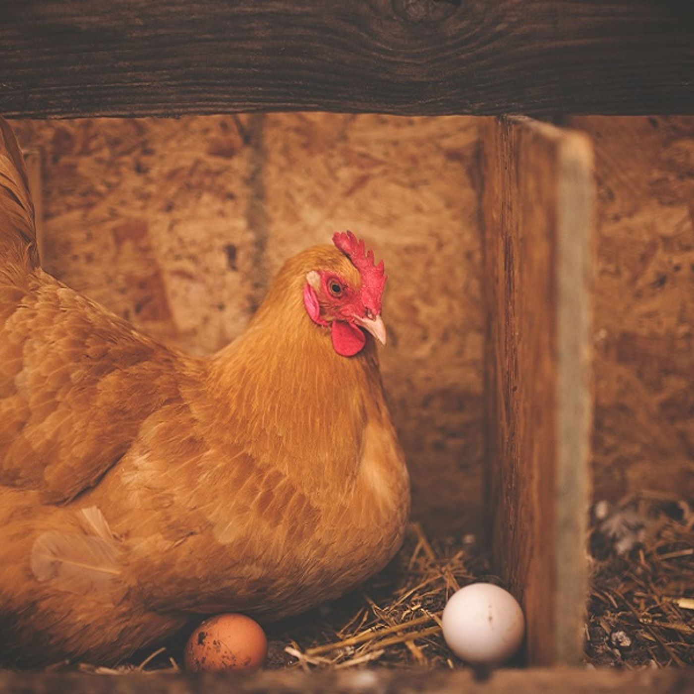 E' nato prima l'uovo o la gallina ?? Hanno scoperto  che prima è nato...... episode artwork