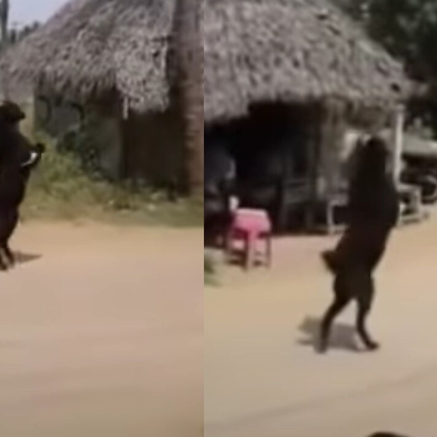 Historias de Miedo Mayo 9 de 2022 TENIA PATAS DE CABRA