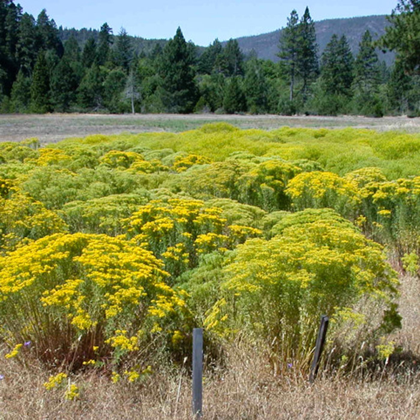 How a Nickel Mining Venture Brought An Invasive Flower to Oregon episode artwork