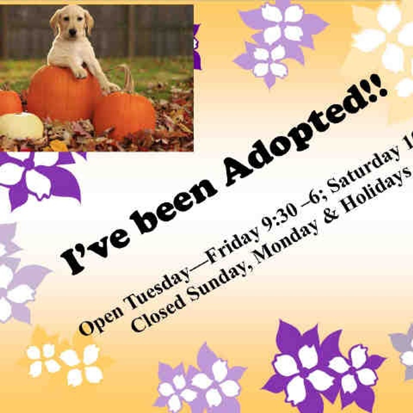 Animal Shelter Solutions - Show 11 - Helping Residents' Pets With Preventive Programs episode artwork