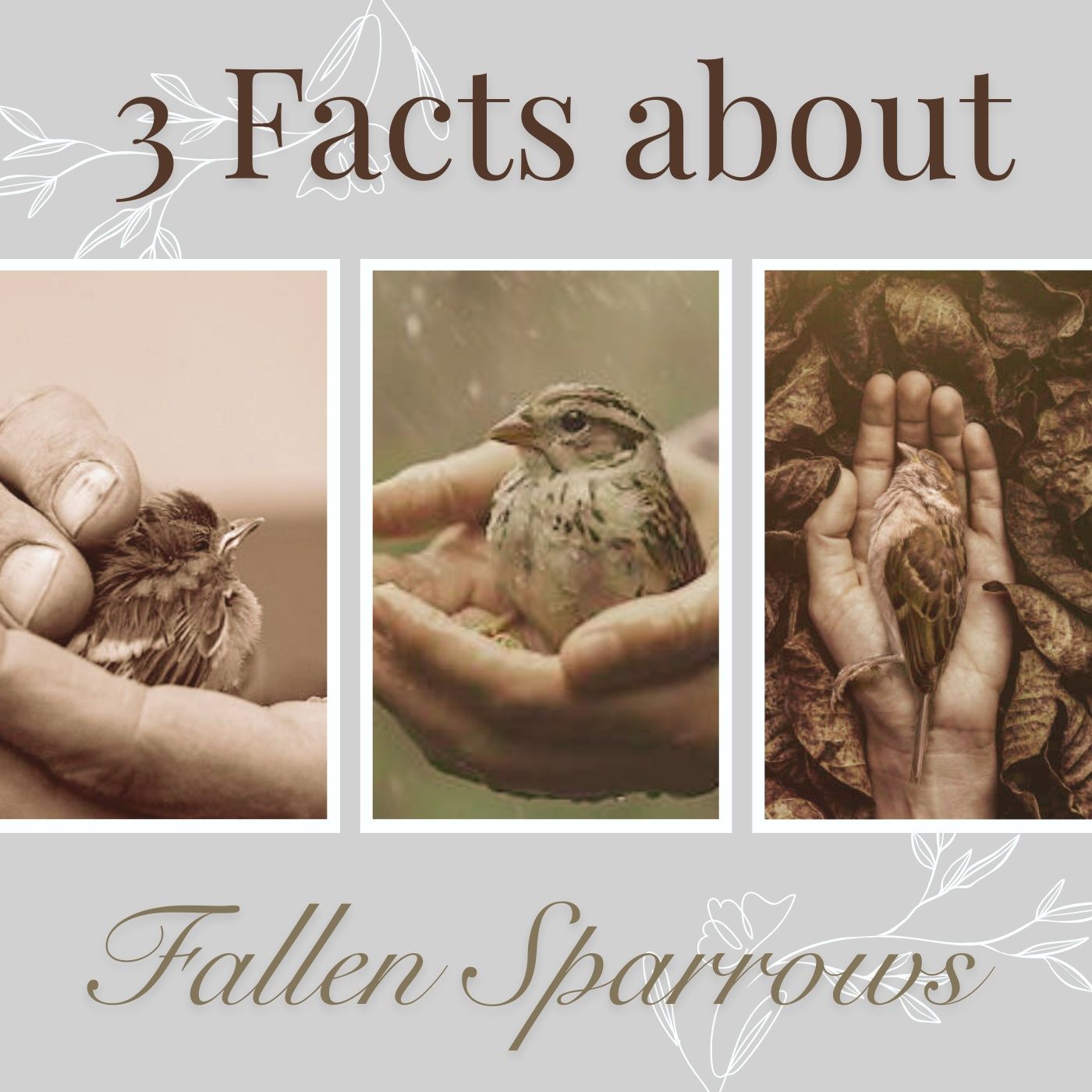 03/11/2026 Wed Pm Pastor Jeff Crawley- 3 Facts about fallen Sparrows episode artwork