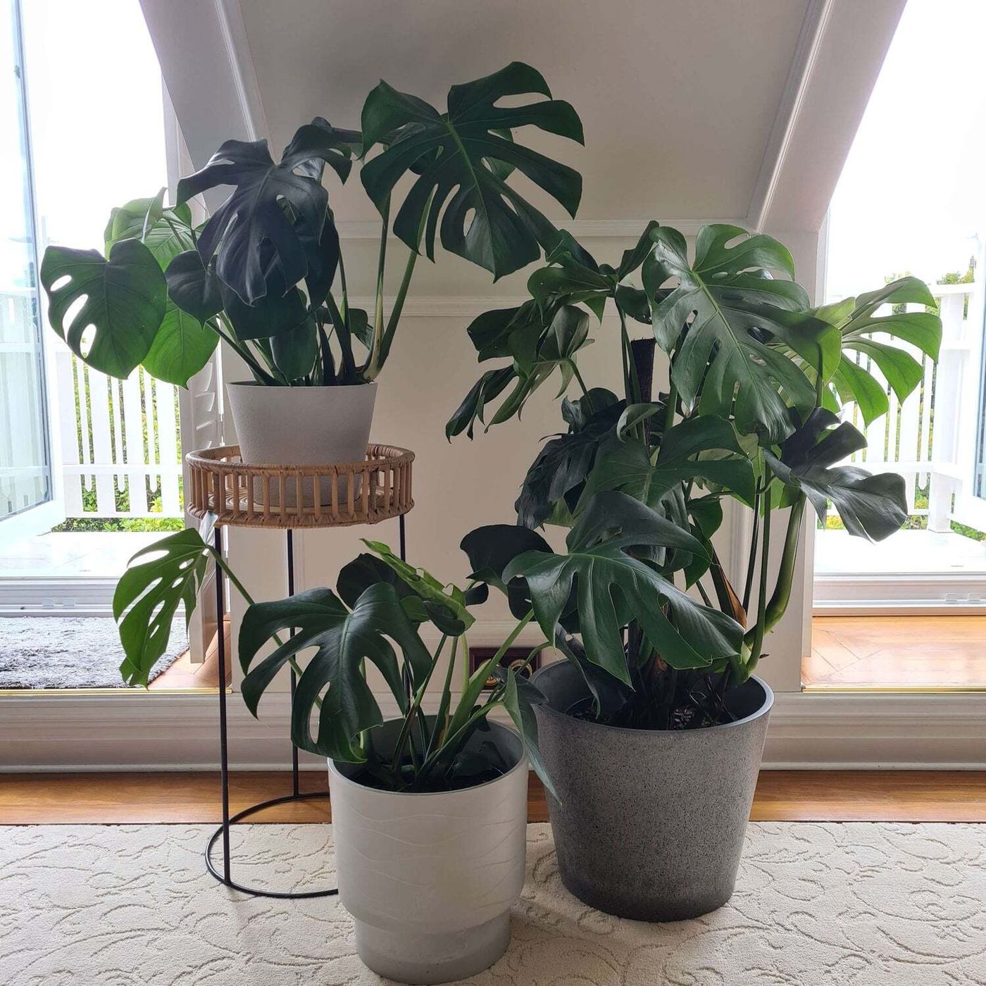 How Hanging Plant Pots Can Solve Common