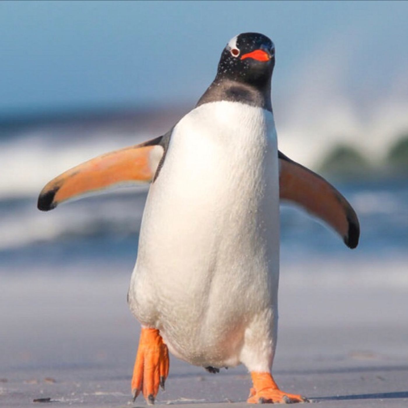 9/28/2018: Fly With the Penguins!! episode artwork