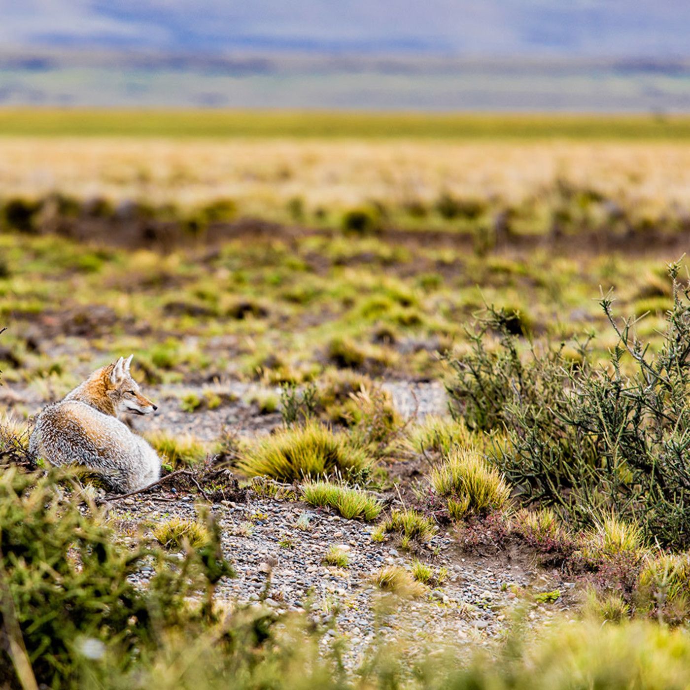 Mauro Barbacci PODCAST