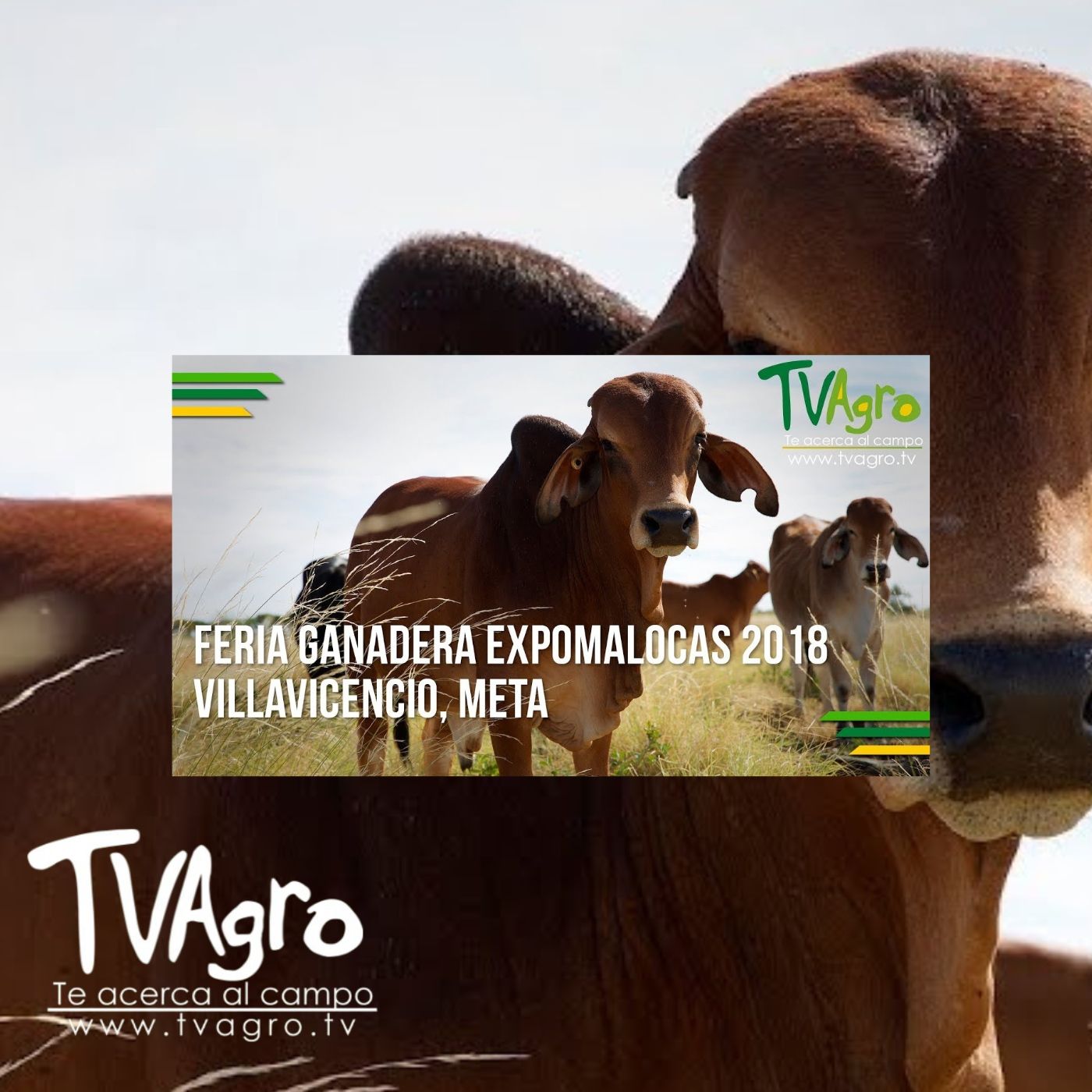 TV AGRO
