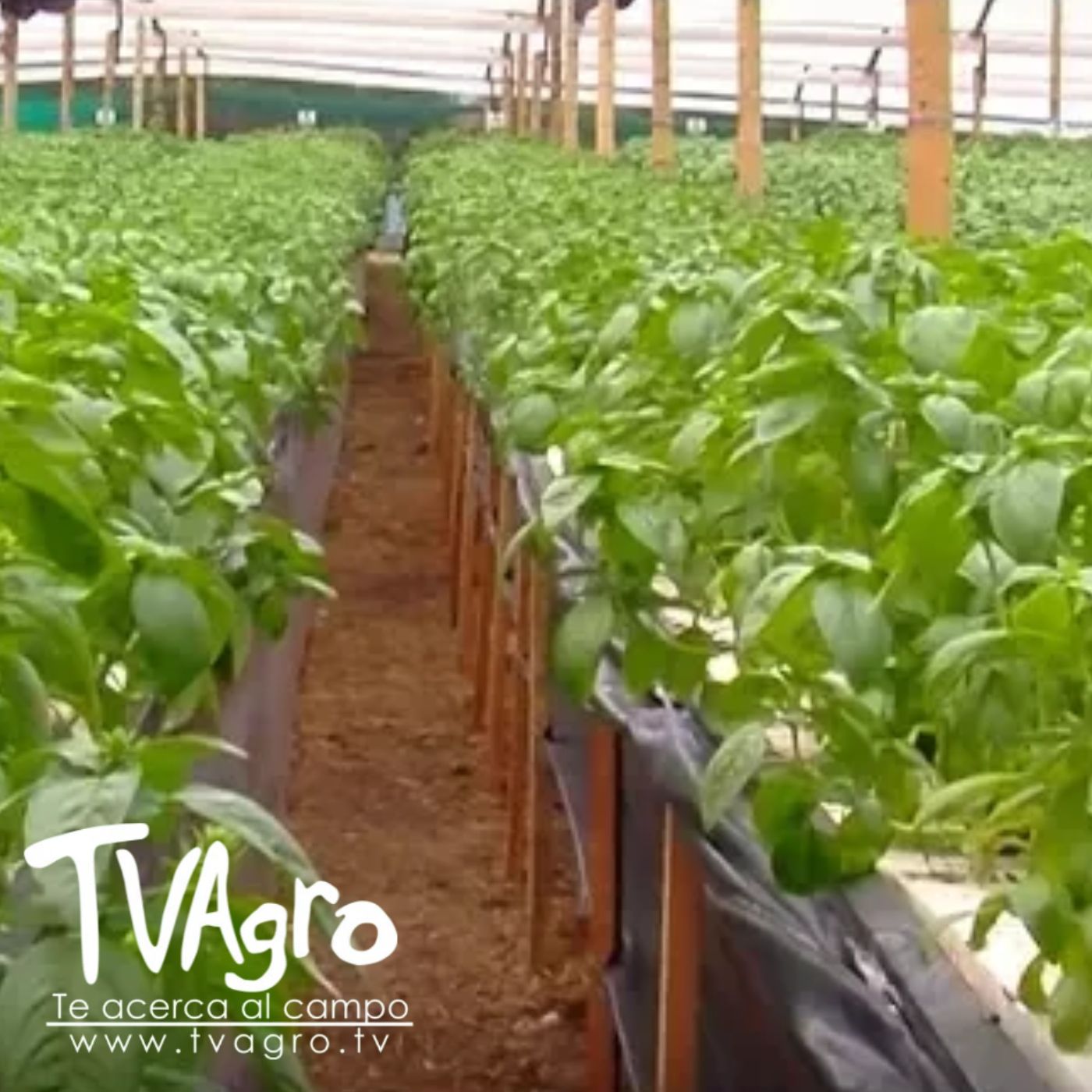TV AGRO