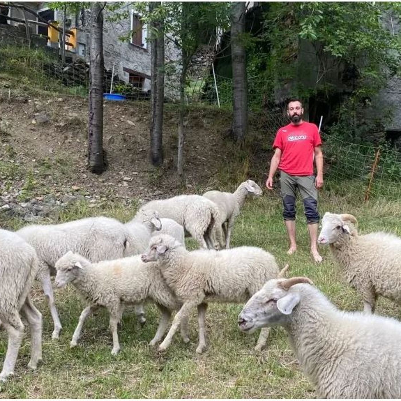 Salvare dall’estinzione le pecore ciuta della Valtellina: il progetto di Tommaso episode artwork