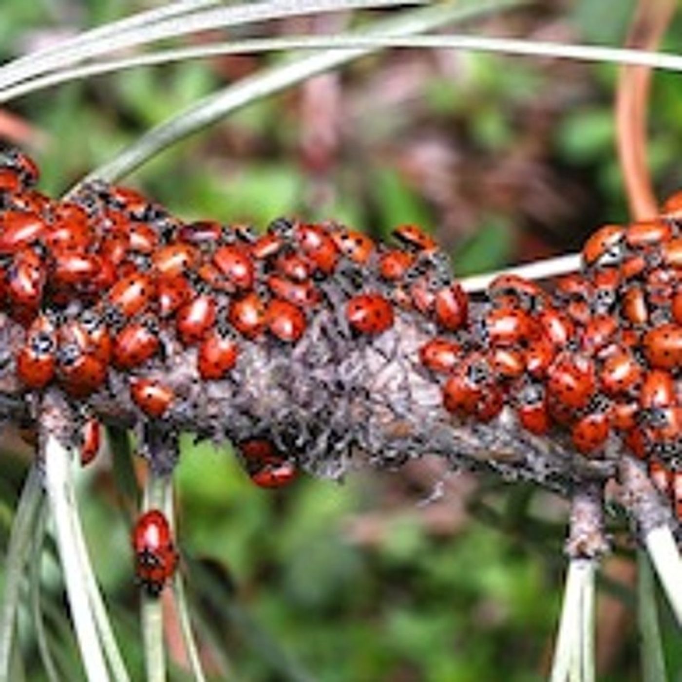 How Native Insects Could Reduce Pesticide Use in Northwest Vineyards episode artwork
