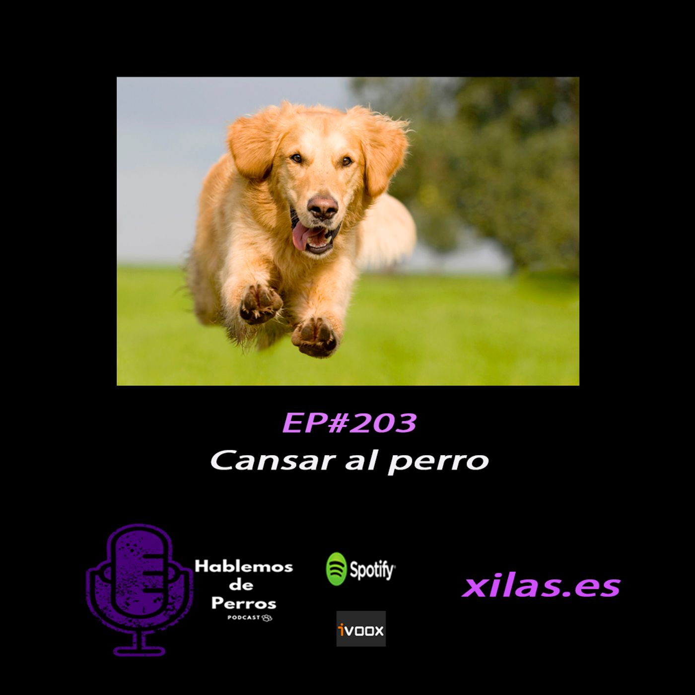 Hablemos de perros