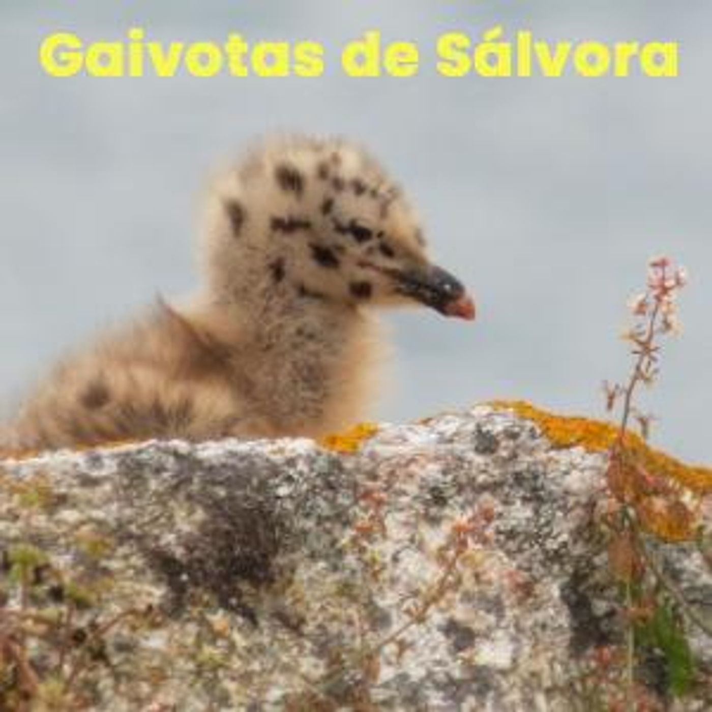 Efer 754 (26-6-26): En Sálvora os ovos de gaivota escoitan ós seus pais episode artwork