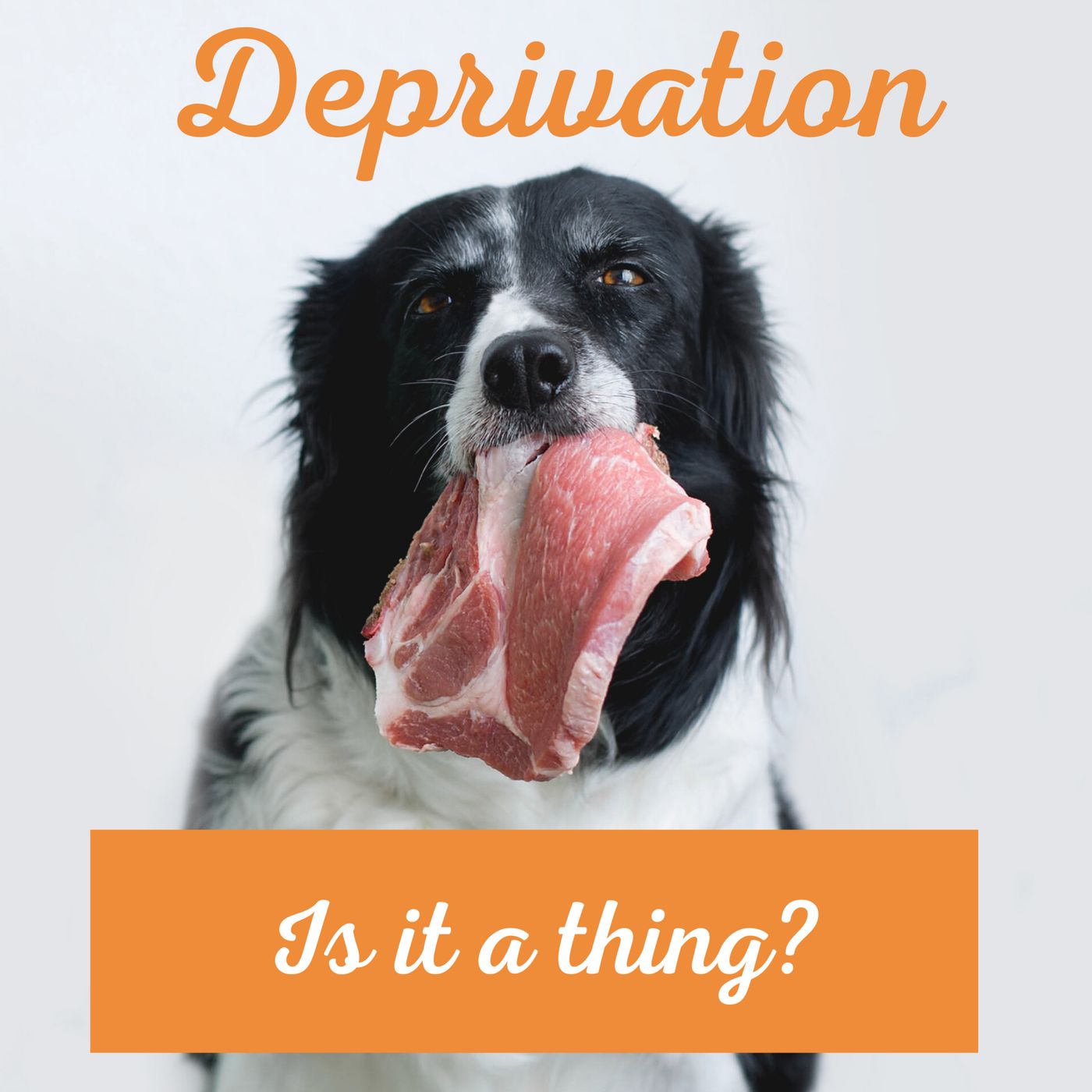 Deprivation: How Does this Affect Our Dogs?