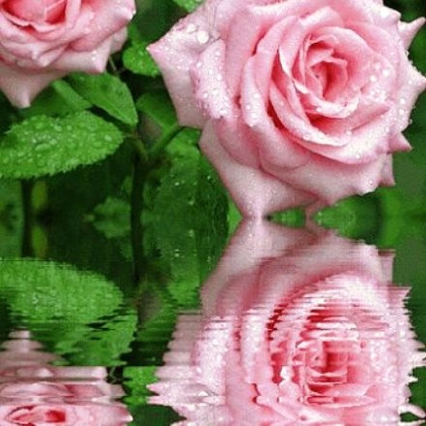 GLADYS (SEUDONIMO :FLORDELIZARGENTINA)