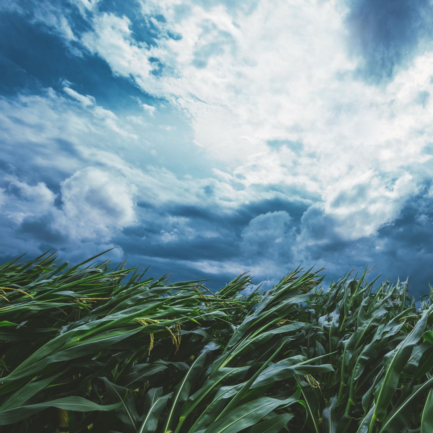 Howling Wind through a Grassy Field - 10 Hours Tmsoft