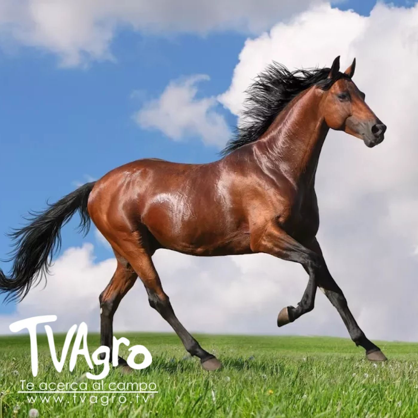 TV AGRO
