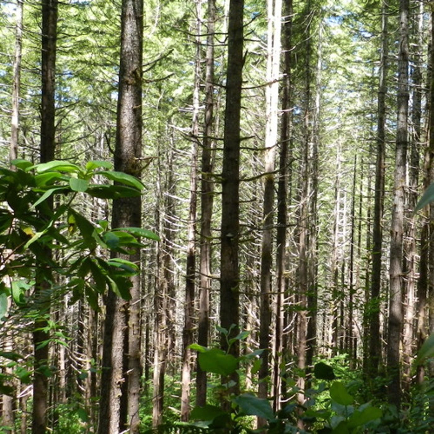 Conservationists Say Thinning On Federal Lands Could Provide Steady Timber Supply episode artwork