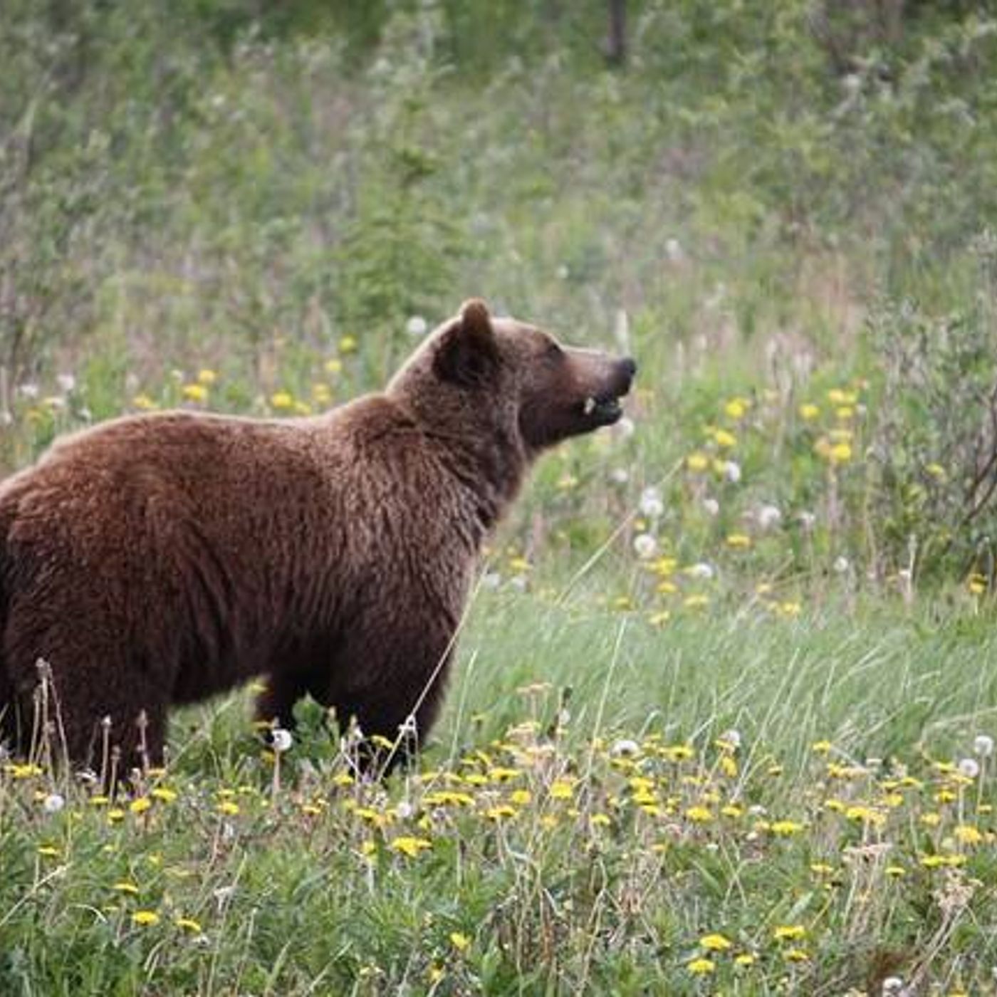 Orso avvistato sull’Altopiano di Asiago episode artwork