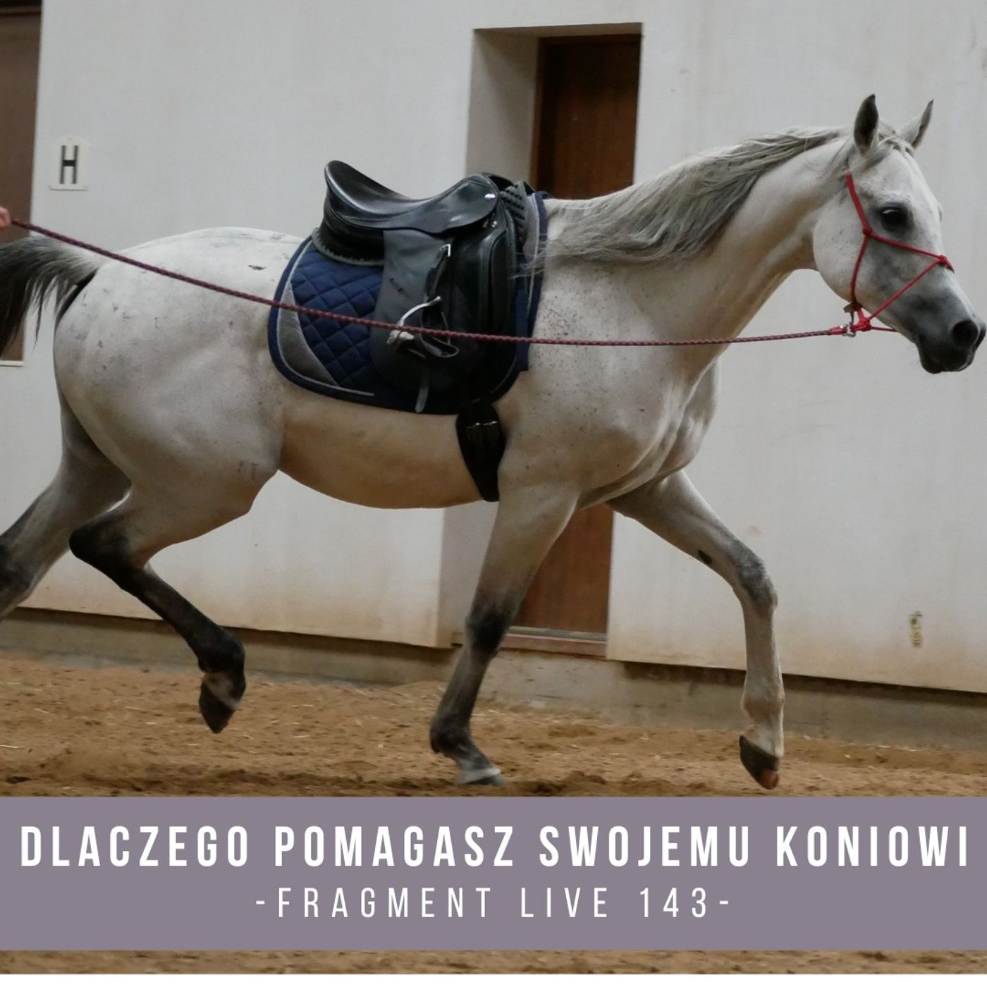 Dlaczego pomagasz swojemu koniowi - fragment live 144 episode artwork