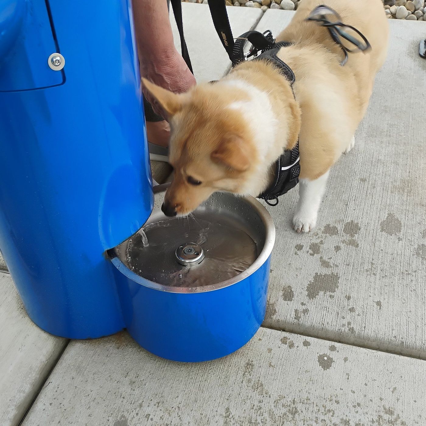 Kane County’s doggy drinking fountain debuts episode artwork