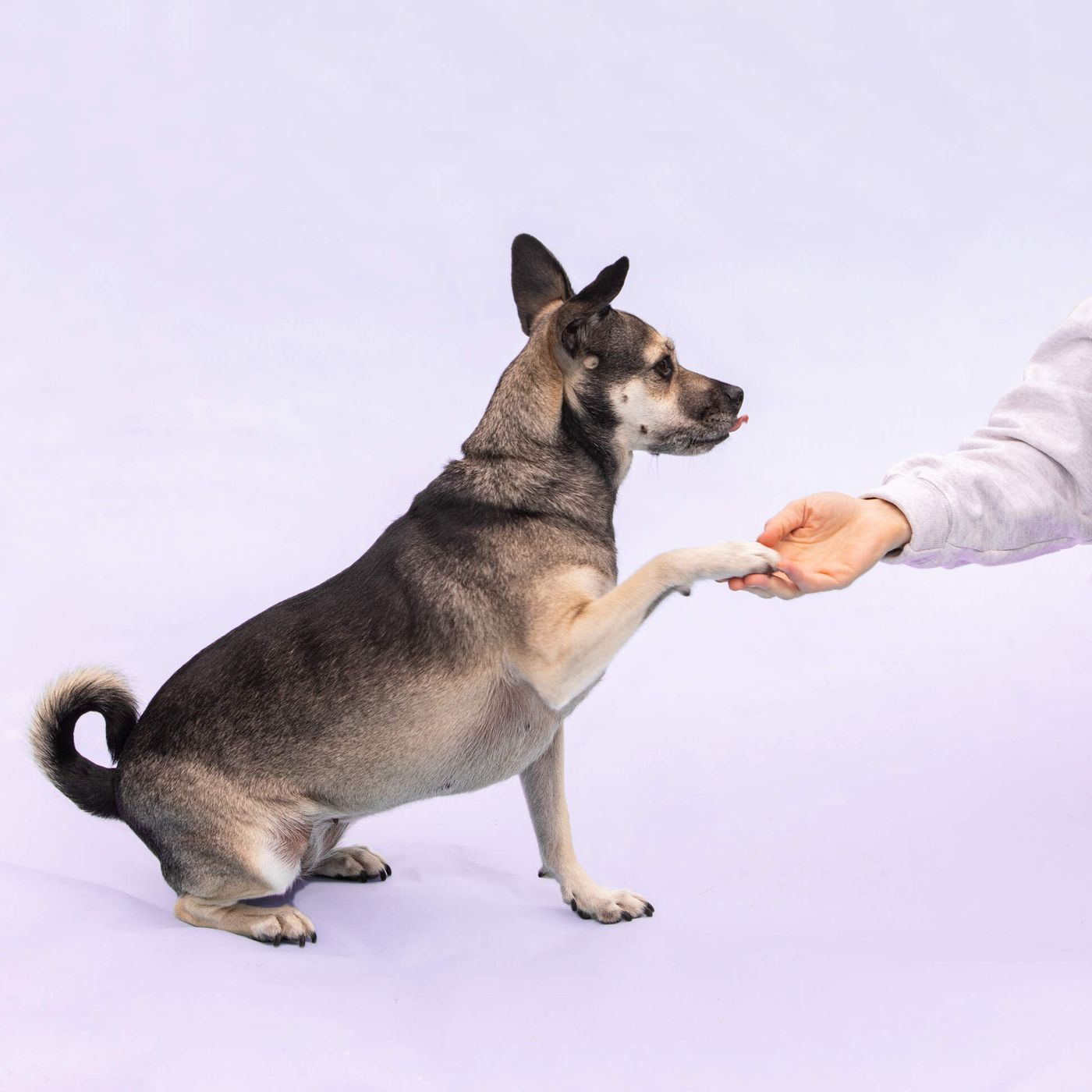 Dog training 101 — How to set realistic goals and where to get started episode artwork